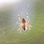 ../spider-web.jpg